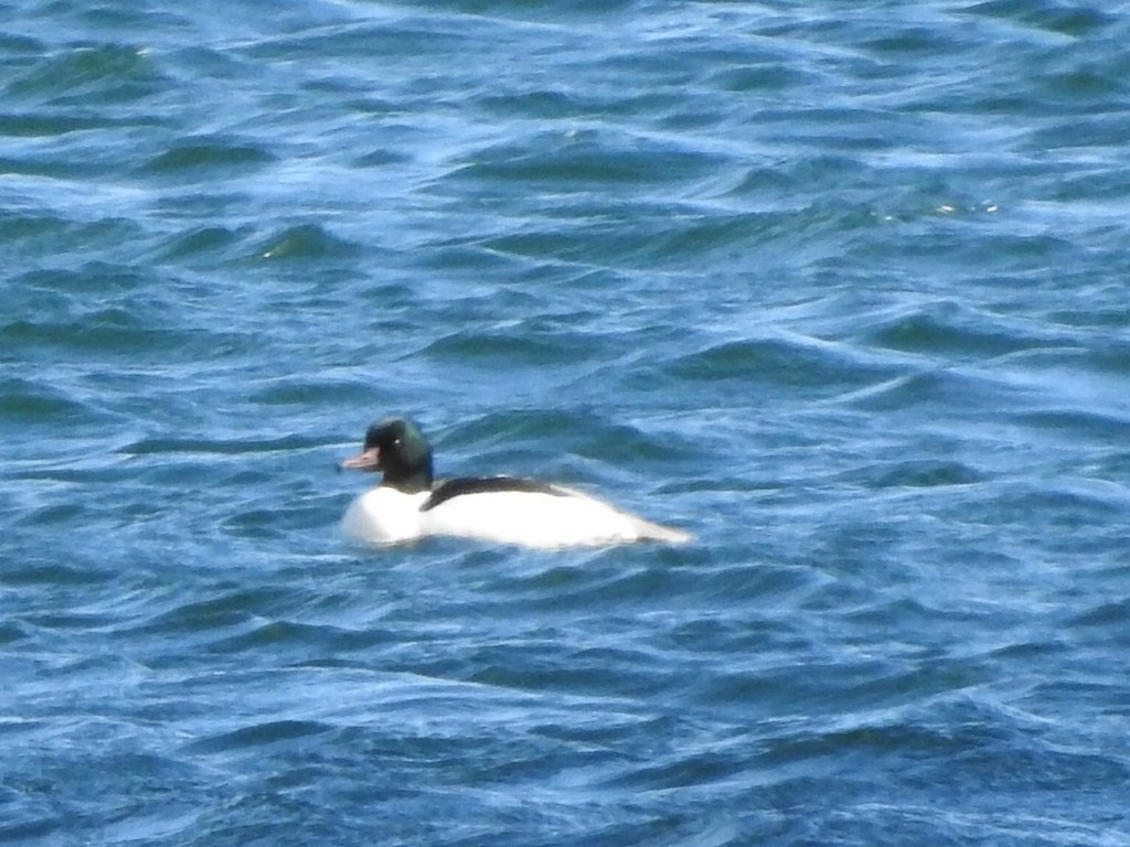 Common Merganser - ML659417089