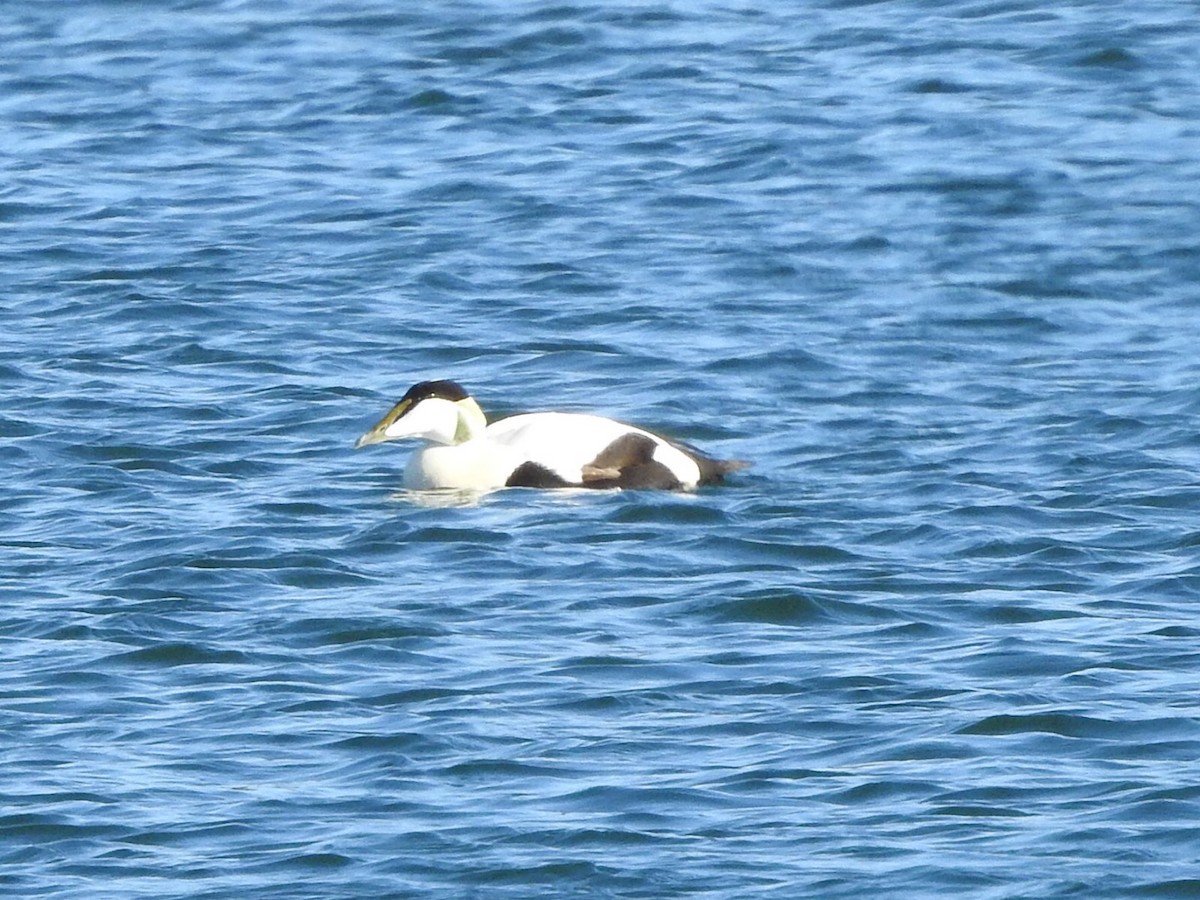 Common Eider - ML659417090