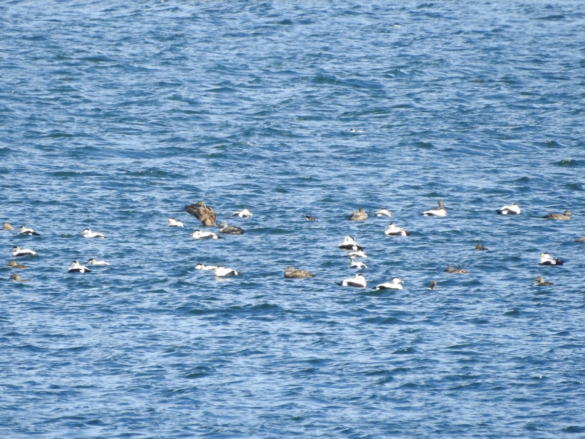 Common Eider - ML659417091