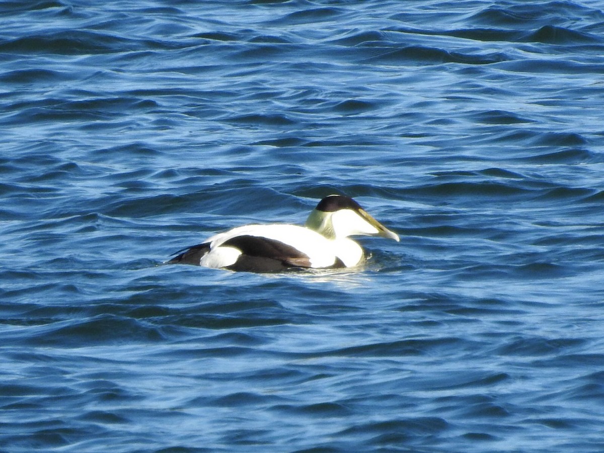 Common Eider - ML659417092
