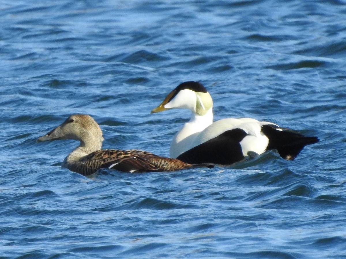 Common Eider - ML659417093