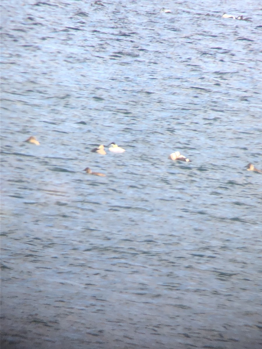 Common Eider - ML659417094