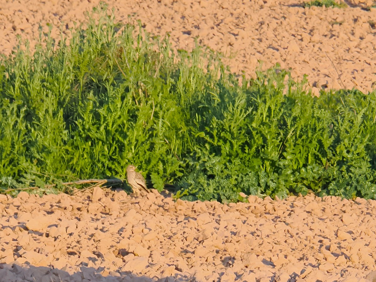 Eurasian Thick-knee - ML659417191