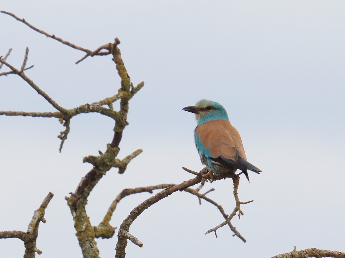 European Roller - ML659417206