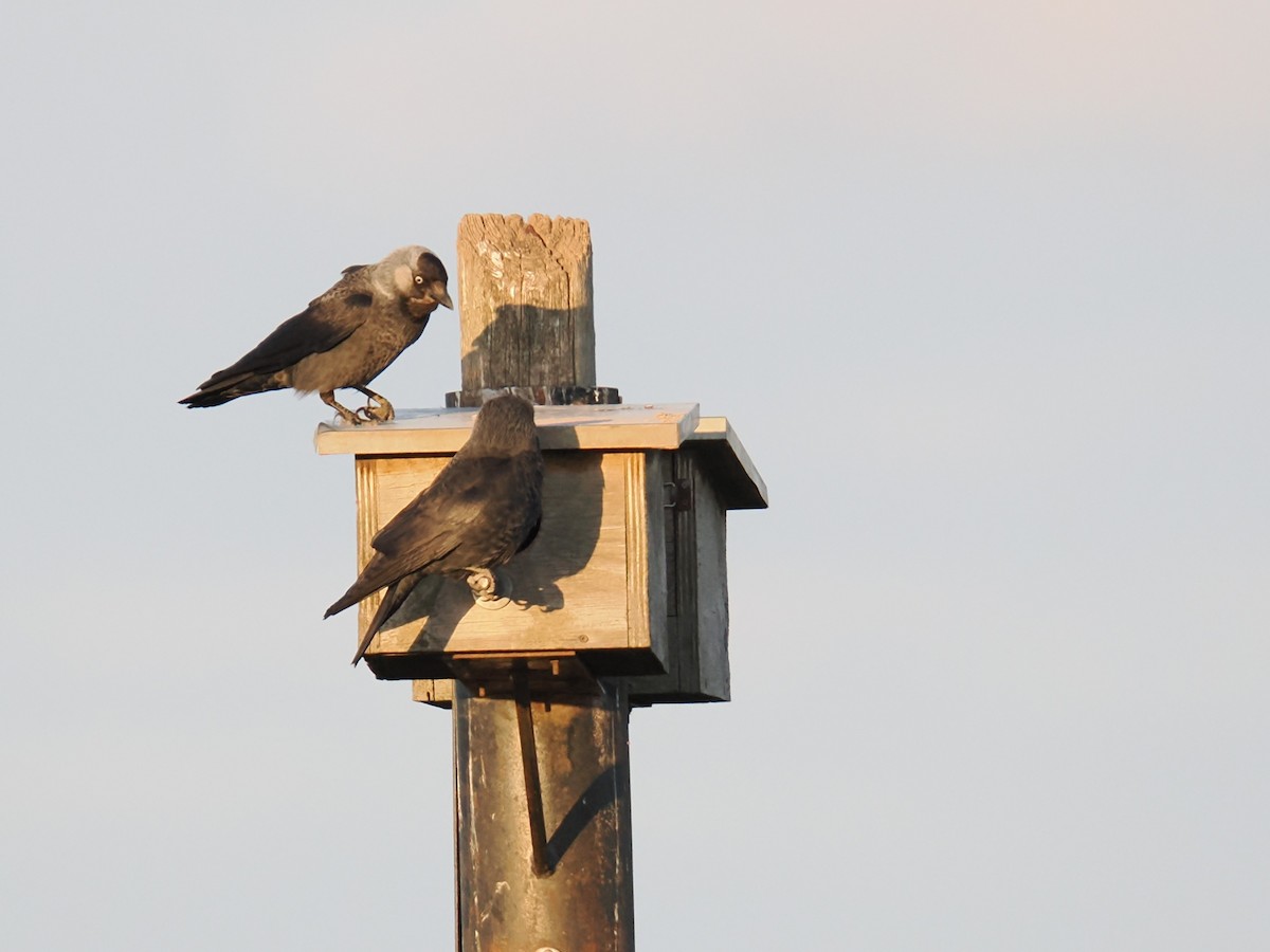 Eurasian Jackdaw - ML659417240