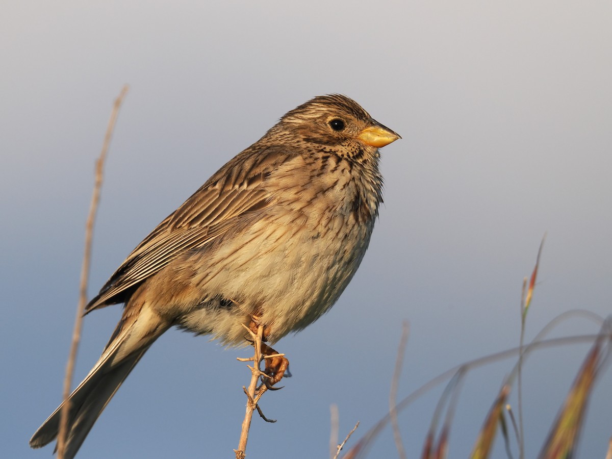 Corn Bunting - ML659417246