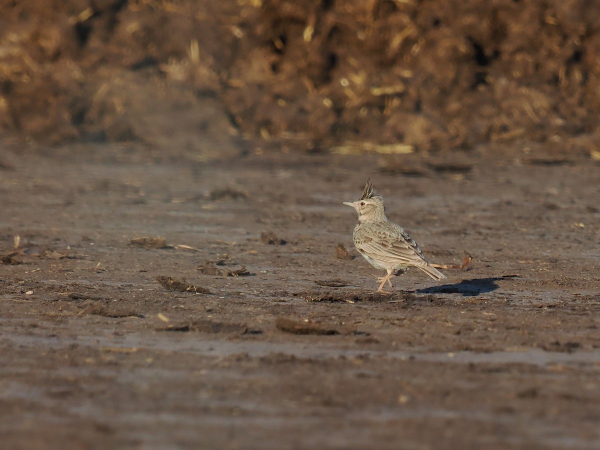 Crested Lark - ML659417299
