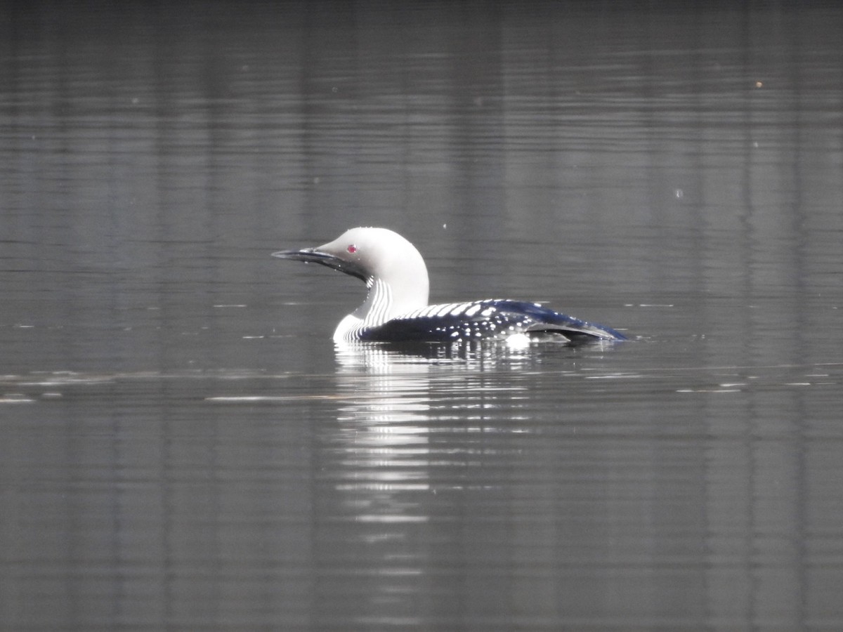 Arctic Loon - ML659417302