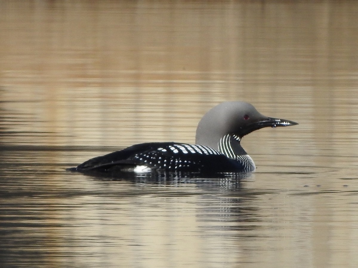 Arctic Loon - ML659417303