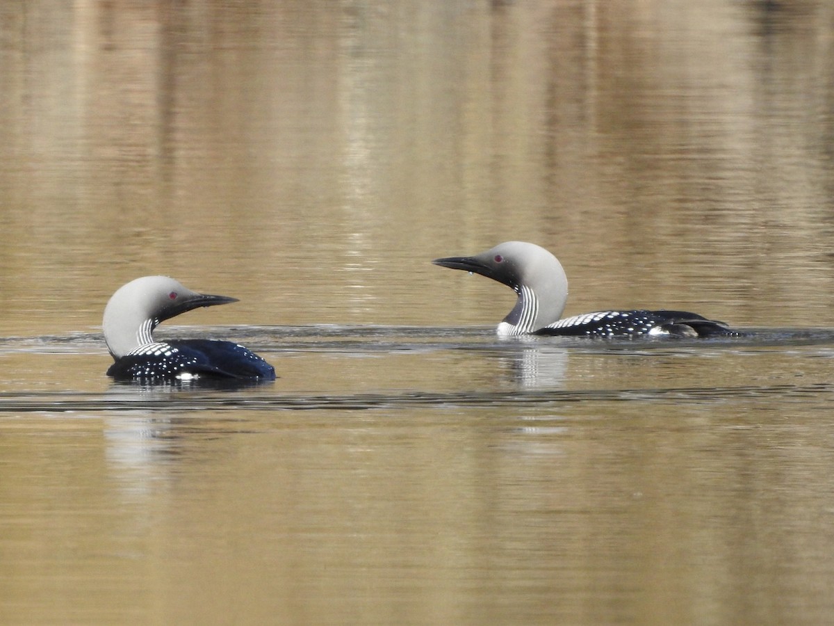 Arctic Loon - ML659417304
