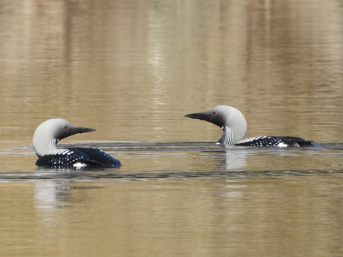 Arctic Loon - ML659417305