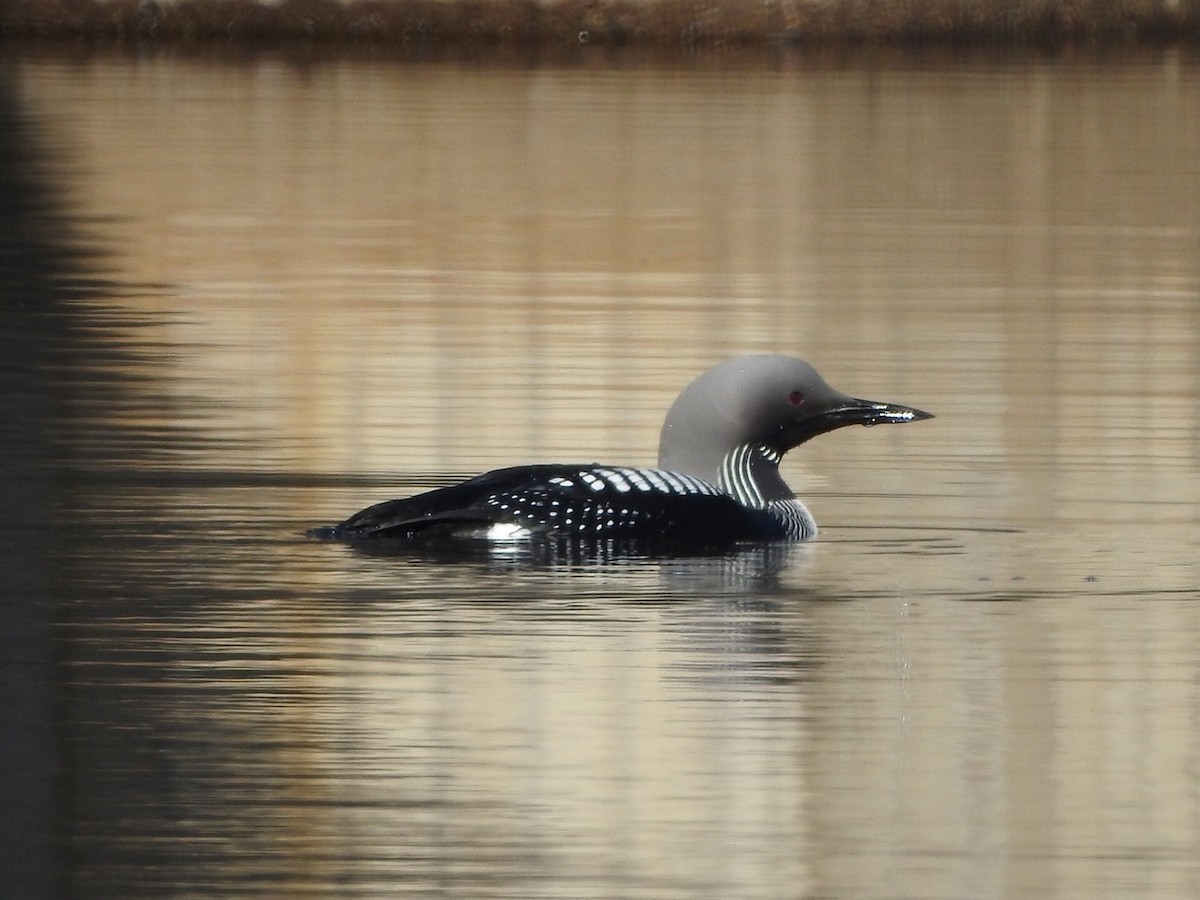 Arctic Loon - ML659417306