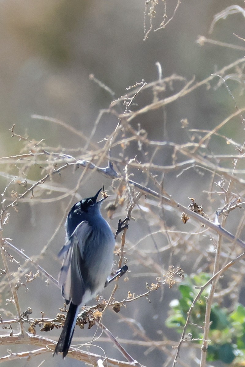 Black-tailed Gnatcatcher - ML659417365