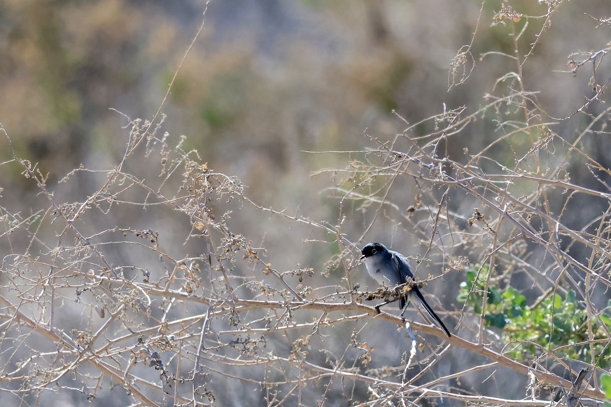 Black-tailed Gnatcatcher - ML659417366