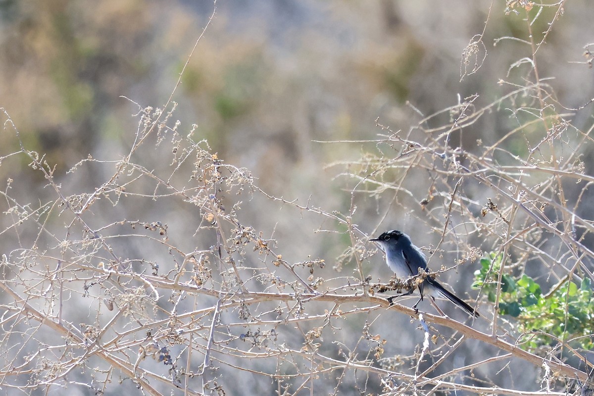 Black-tailed Gnatcatcher - ML659417367