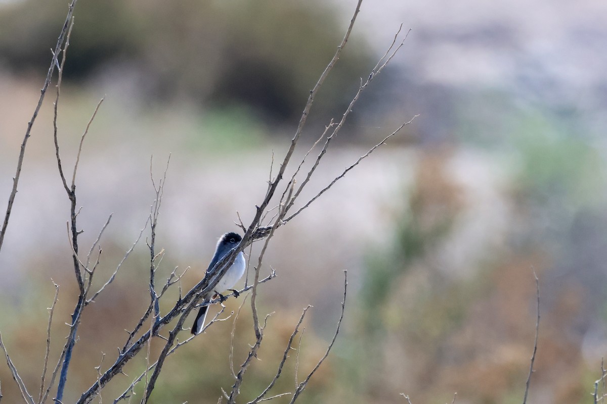 Black-tailed Gnatcatcher - ML659417368