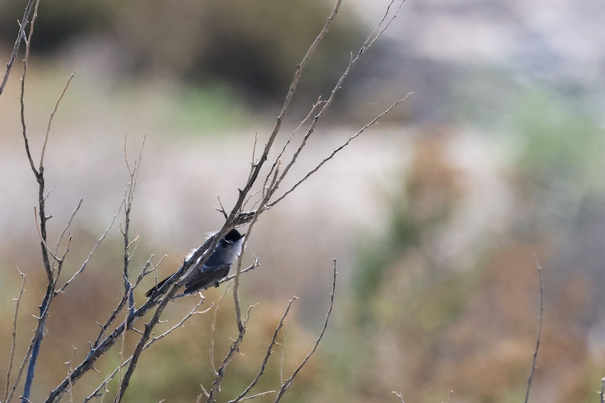 Black-tailed Gnatcatcher - ML659417369
