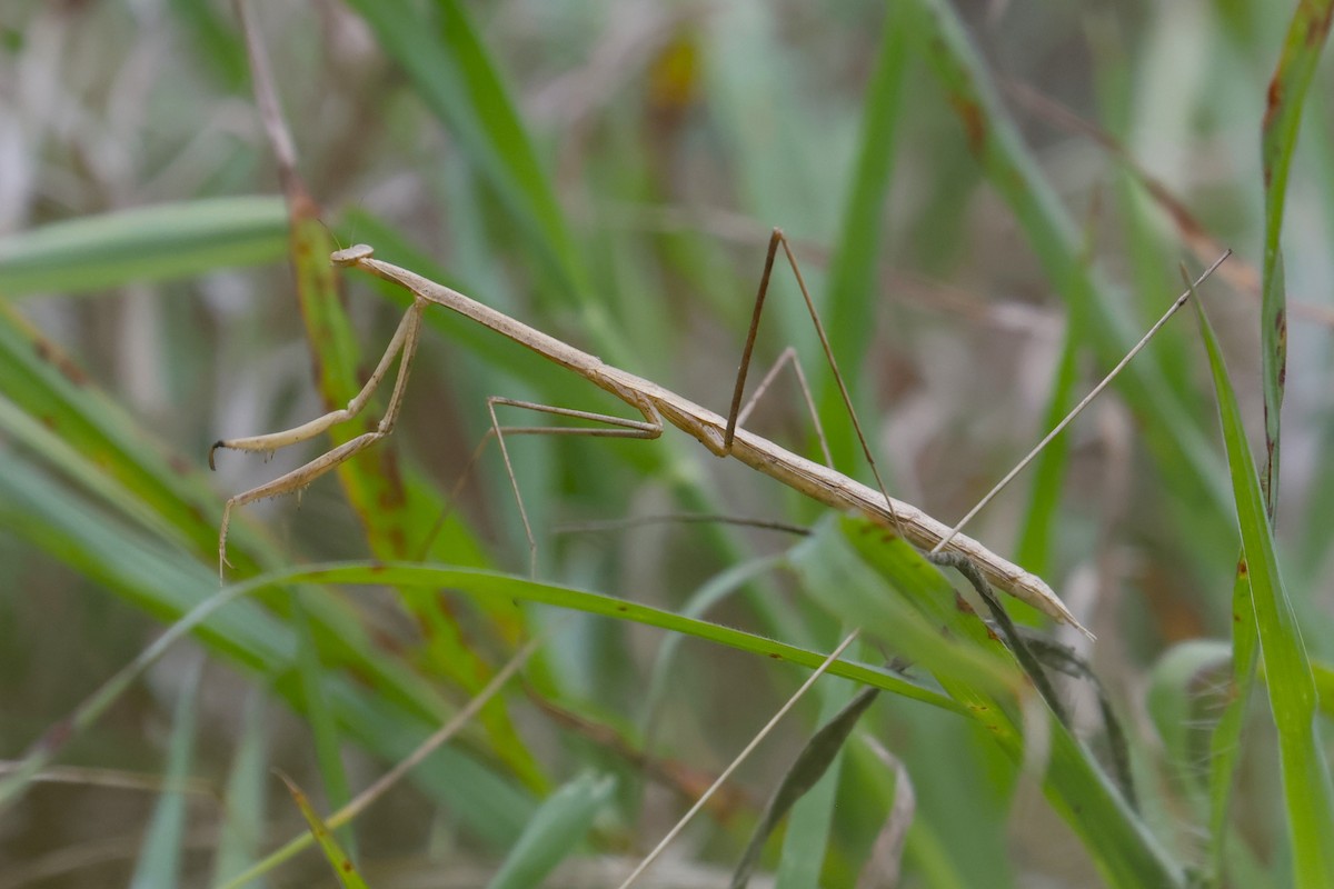 Mantises - ML659417461