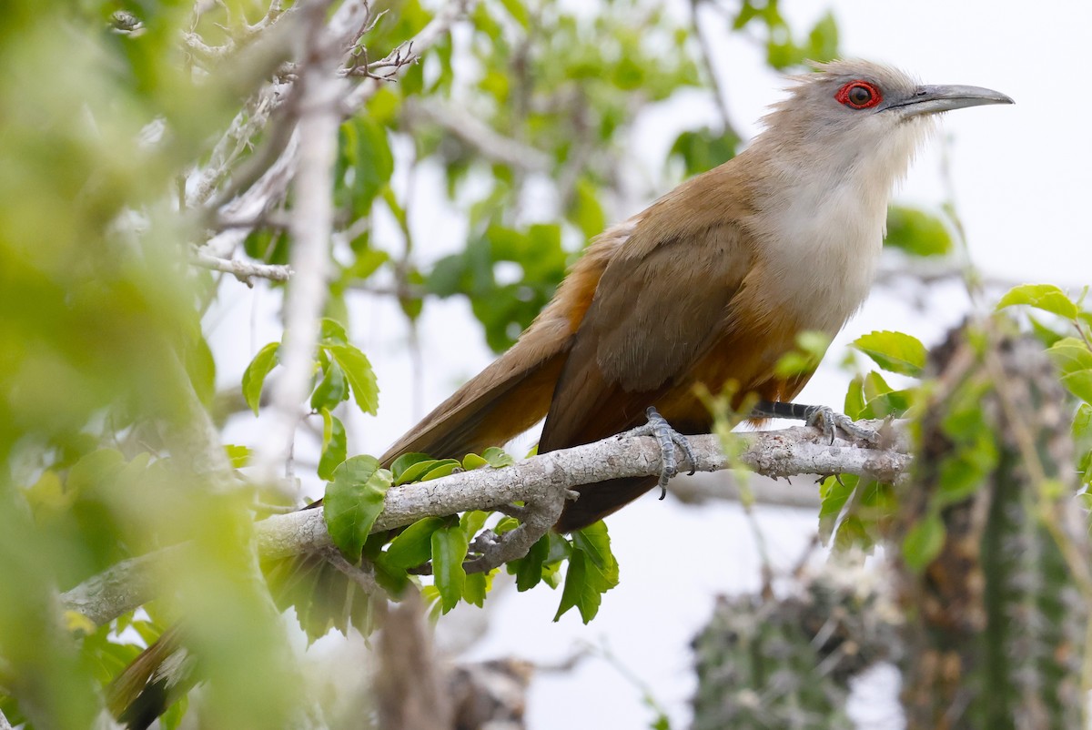 Great Lizard-Cuckoo (Cuban) - ML659417473