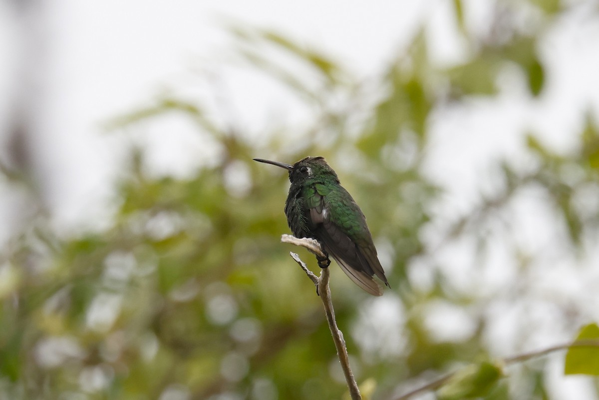 Cuban Emerald - ML659417482