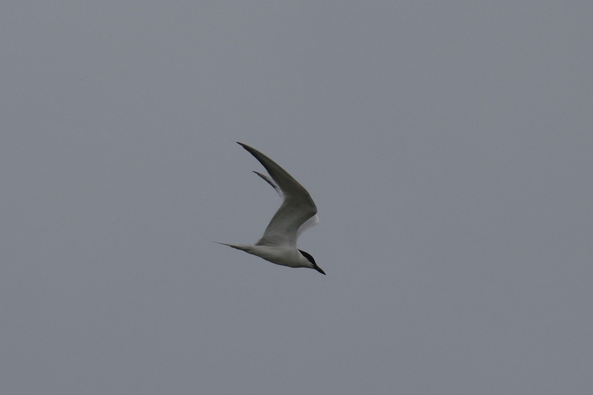 Gull-billed Tern - ML659417493