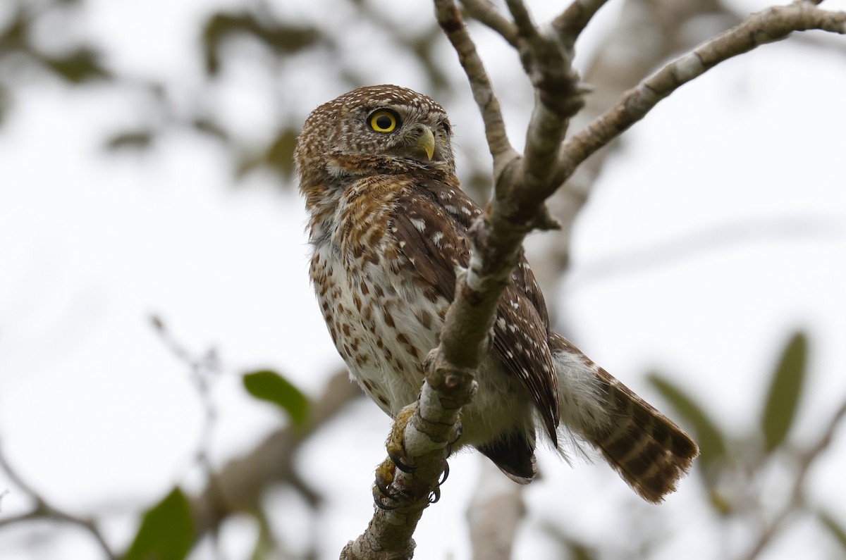 Cuban Pygmy-Owl - ML659417523