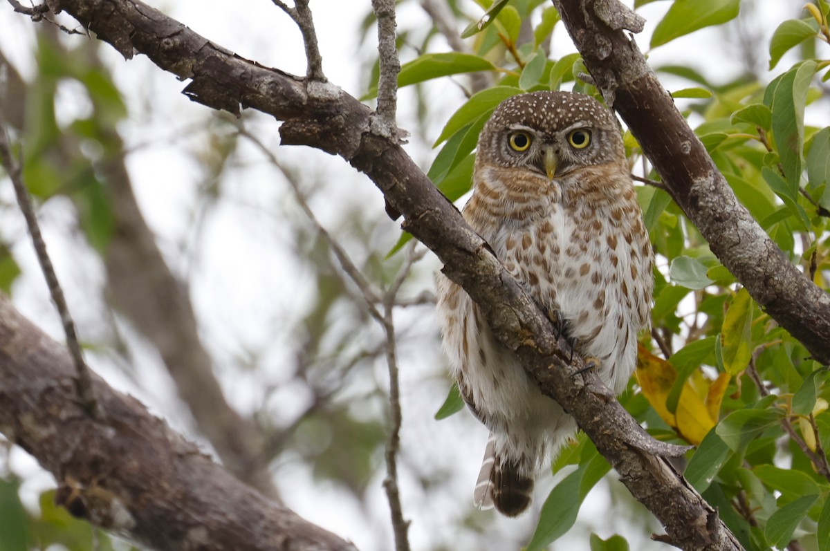 Cuban Pygmy-Owl - ML659417524