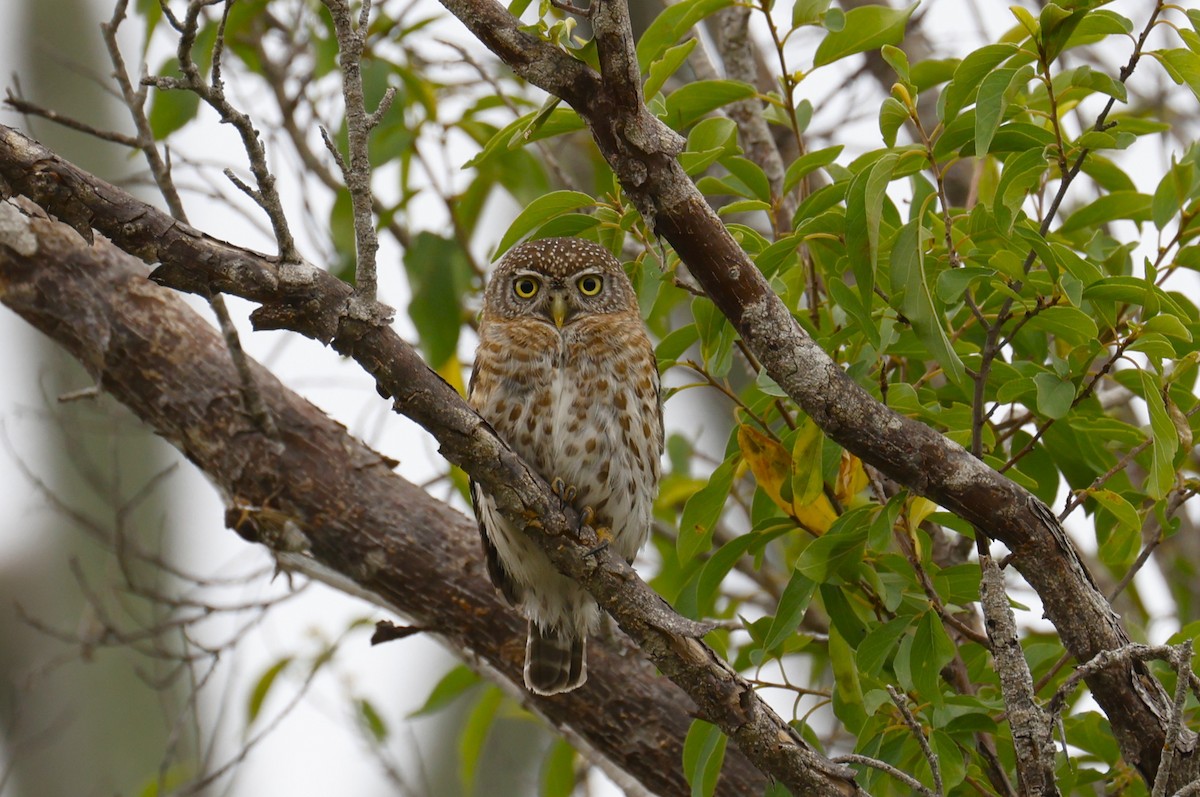 Cuban Pygmy-Owl - ML659417525