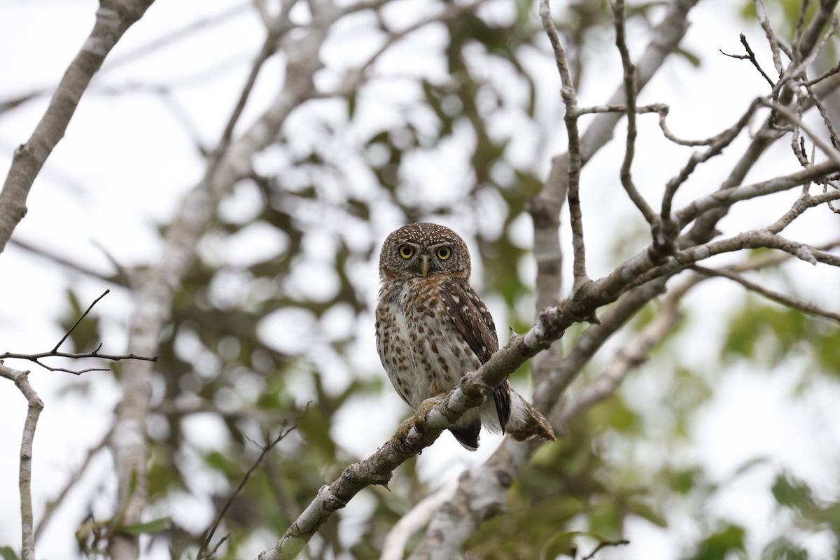 Cuban Pygmy-Owl - ML659417526
