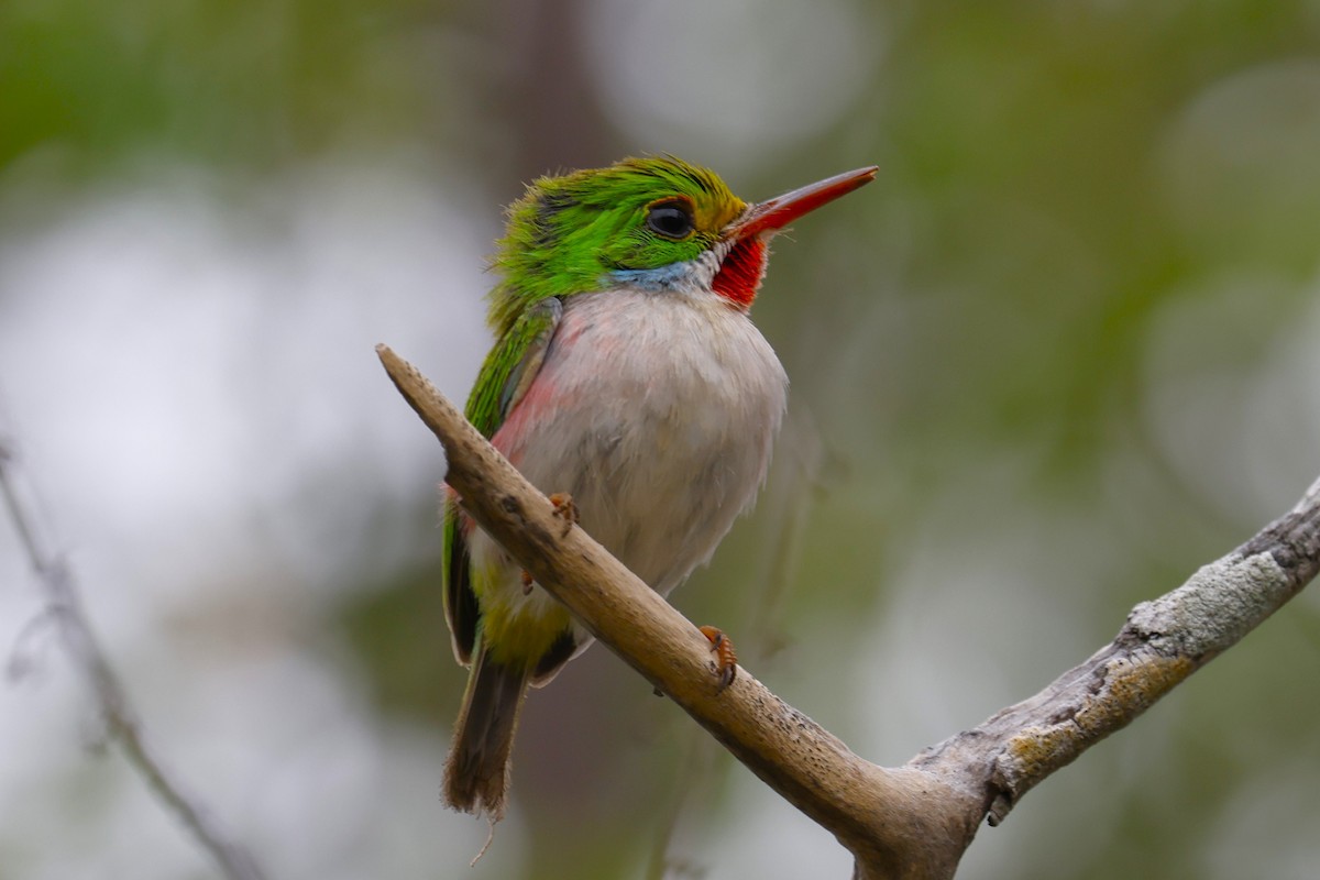 Cuban Tody - ML659417533