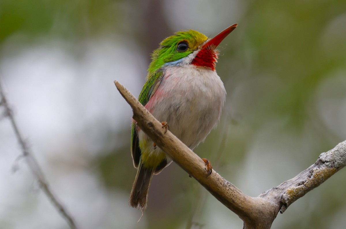 Cuban Tody - ML659417534