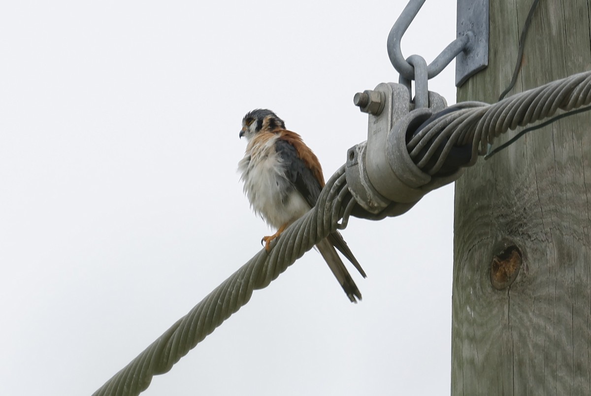 American Kestrel (Cuban) - ML659417542
