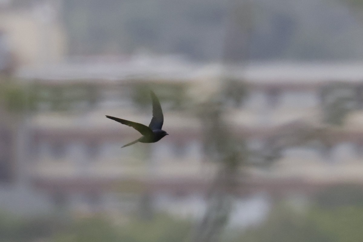 Cuban Martin - ML659417555