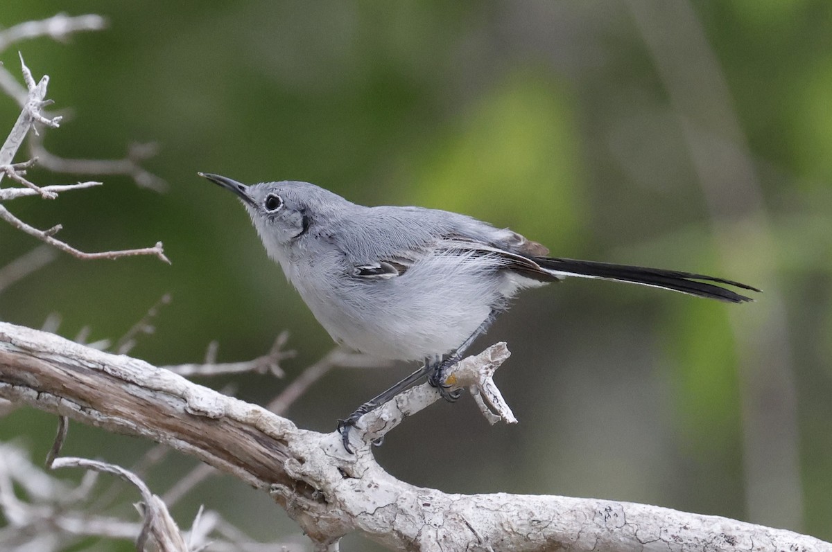 Cuban Gnatcatcher - ML659417562