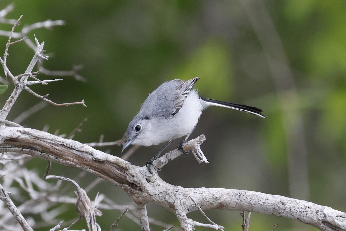 Cuban Gnatcatcher - ML659417563