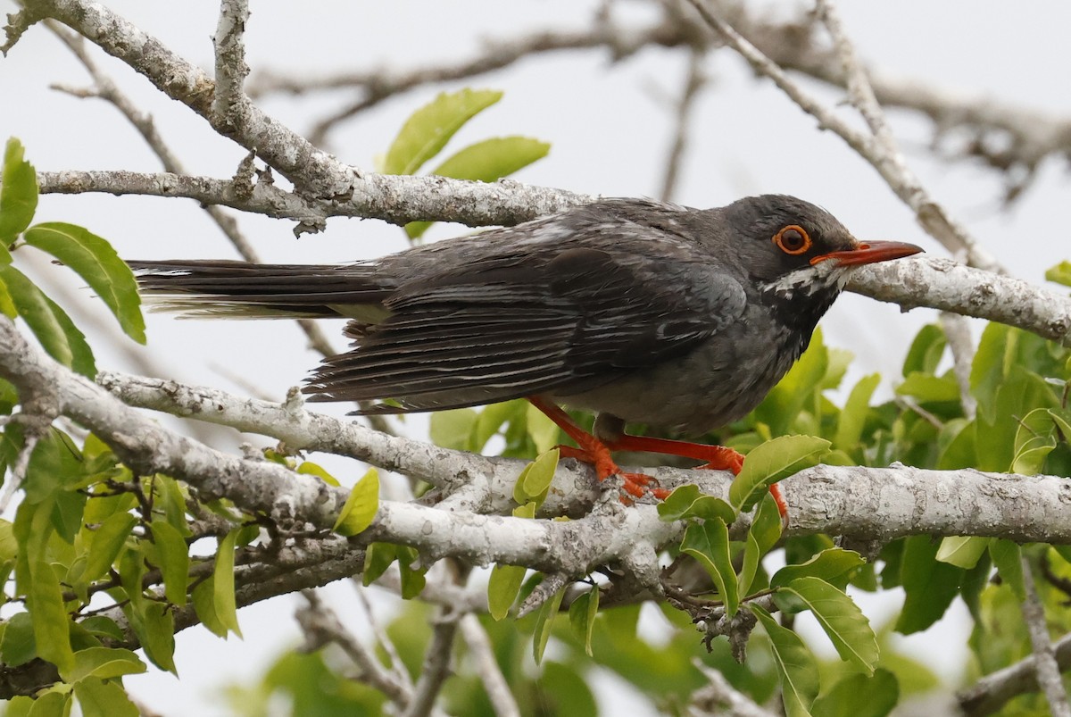Western Red-legged Thrush (Cuban Slaty) - ML659417576
