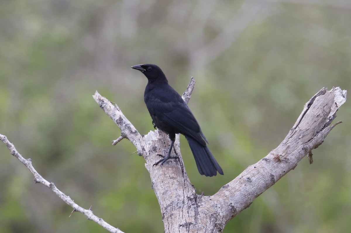 Cuban Blackbird - ML659417593