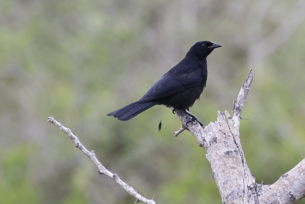 Cuban Blackbird - ML659417594