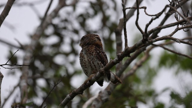Cuban Pygmy-Owl - ML659417793