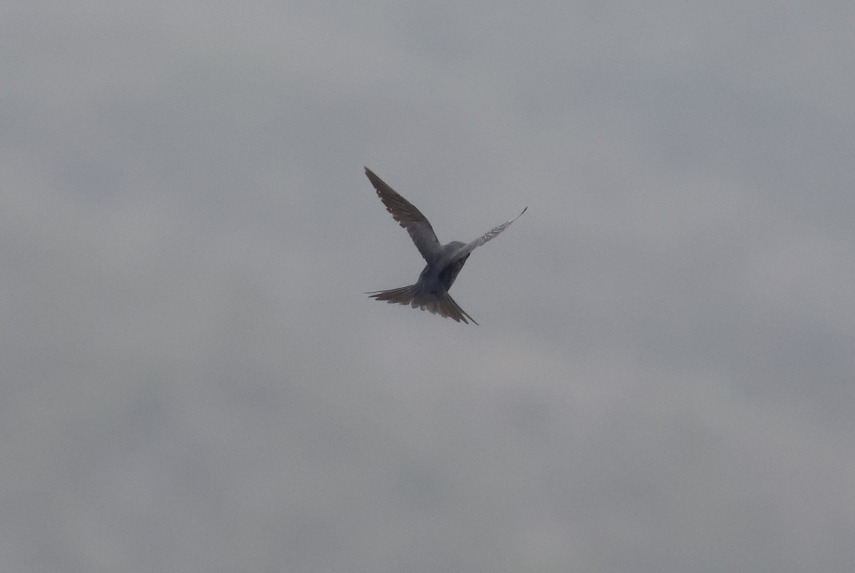 Cuban Martin - ML659418045