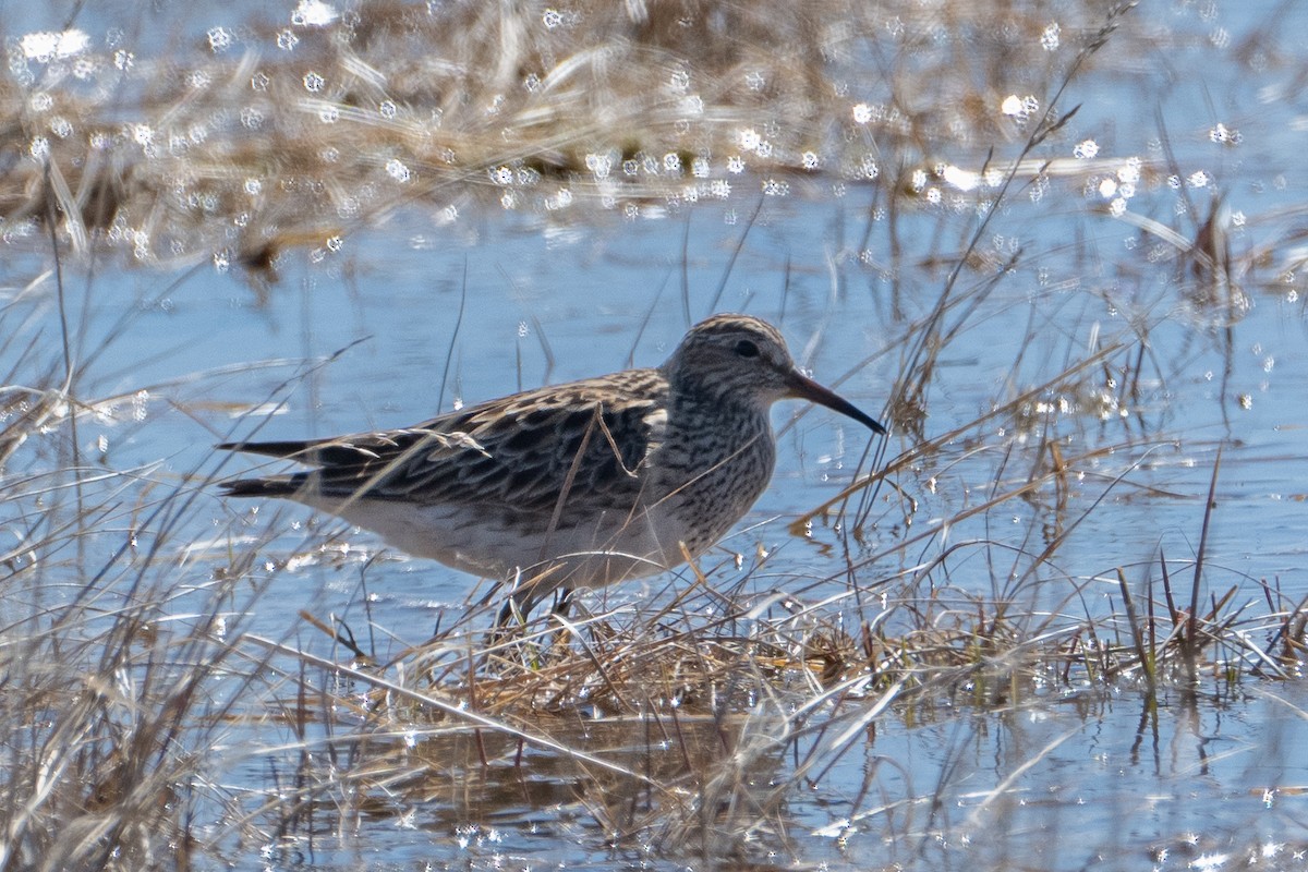 Pectoral Sandpiper - ML659418050