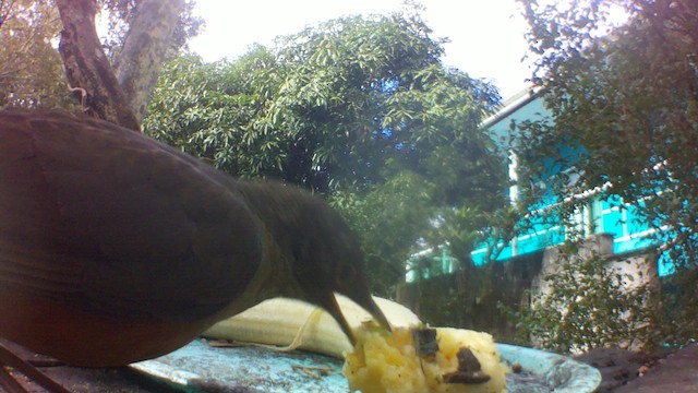 Ruby-crowned Tanager - ML659418212