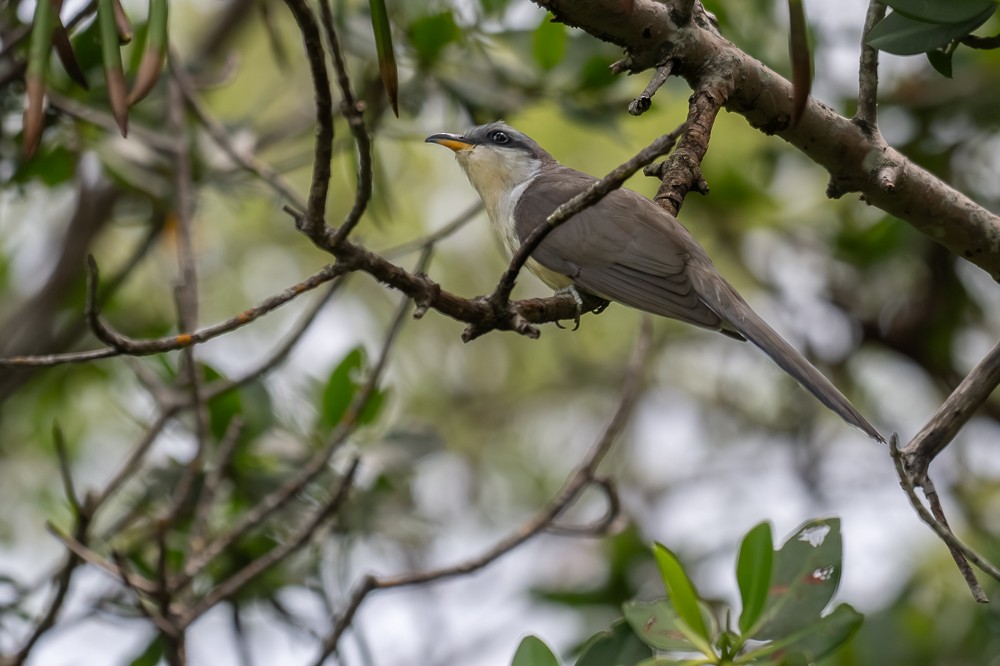Mangrove Cuckoo - ML659418340