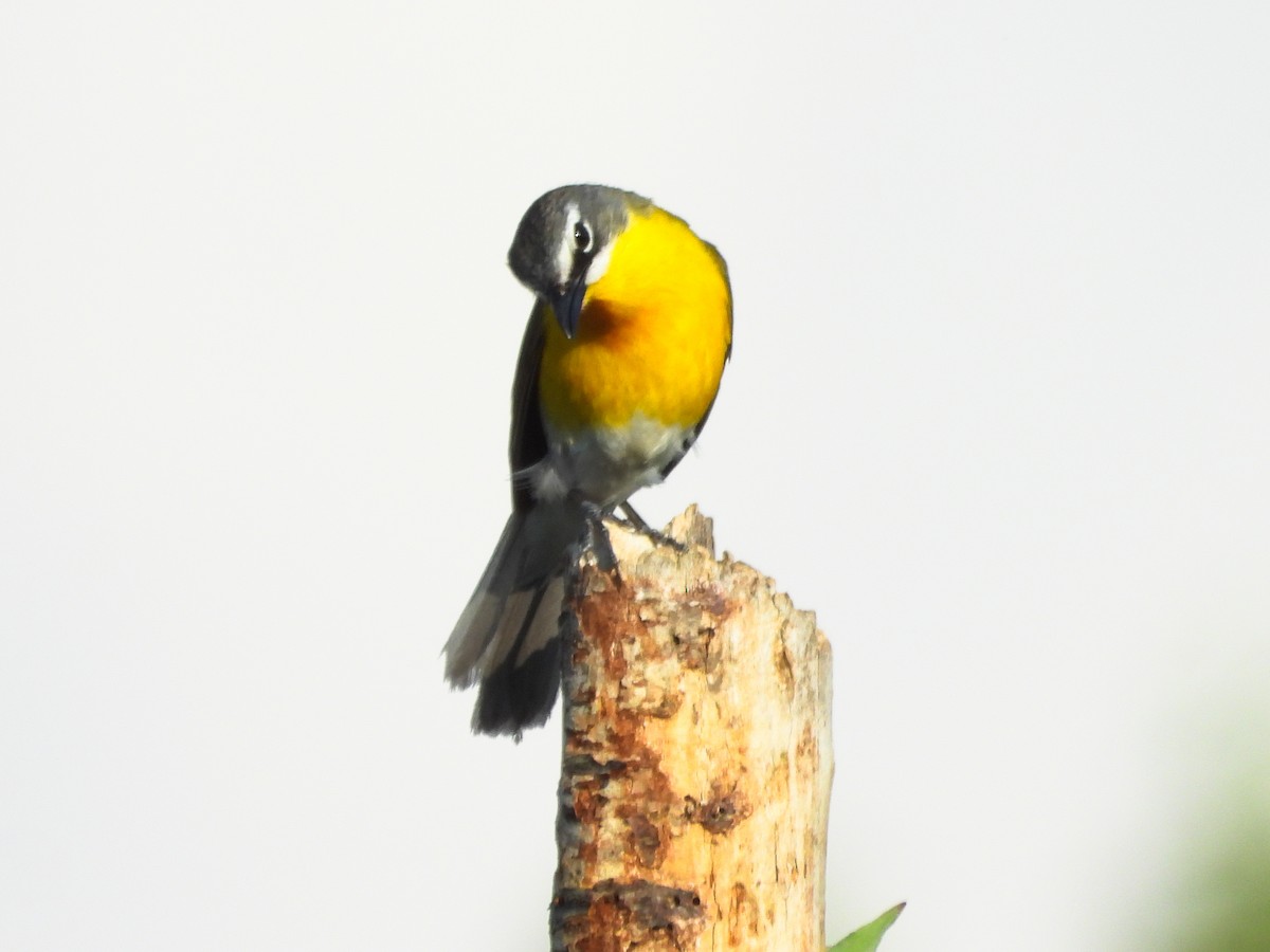 Yellow-breasted Chat - ML659418579