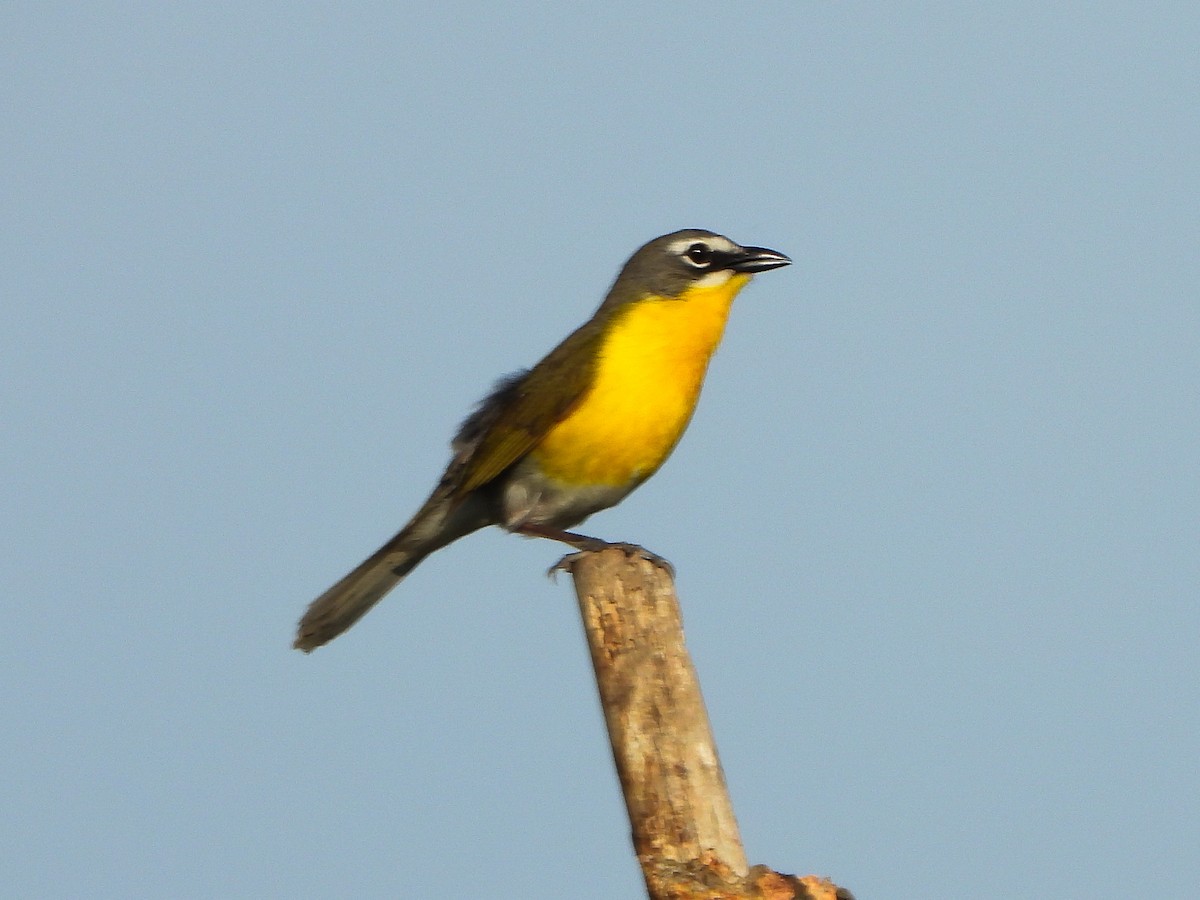 Yellow-breasted Chat - ML659418580