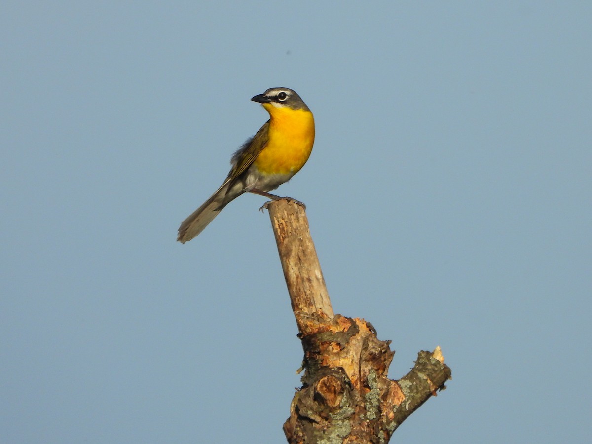 Yellow-breasted Chat - ML659418581