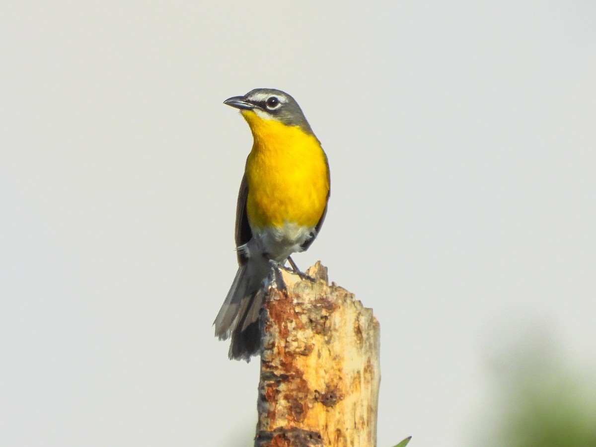 Yellow-breasted Chat - ML659418582