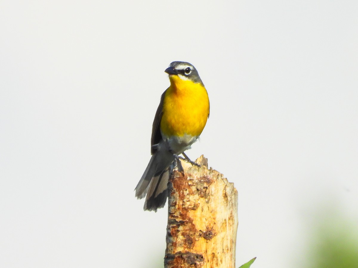 Yellow-breasted Chat - ML659418583