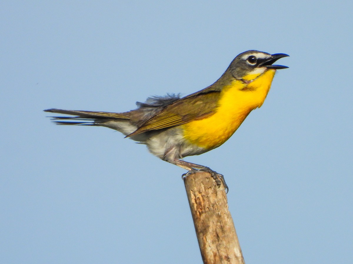 Yellow-breasted Chat - ML659418584