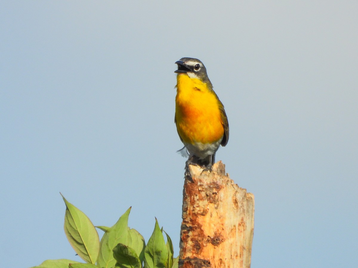Yellow-breasted Chat - ML659418585